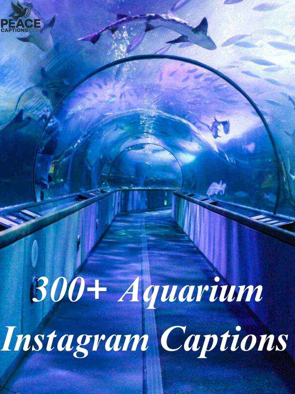 300+ Aquarium Instagram Captions
