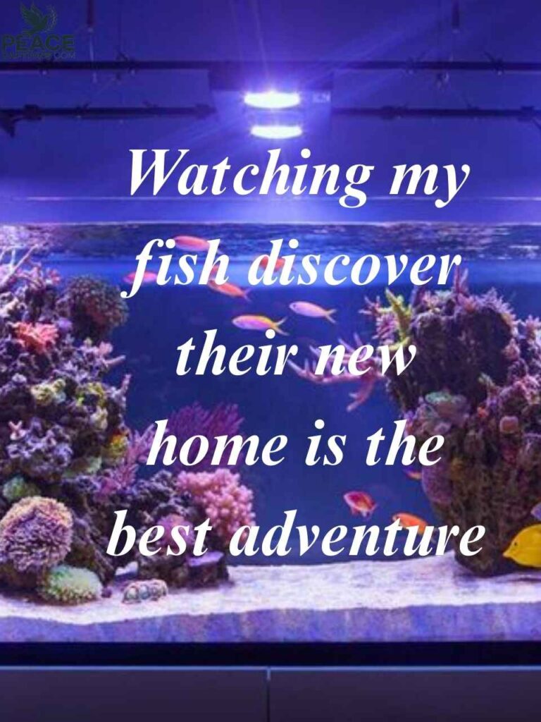 Captions for Sharing Aquarium Adventures