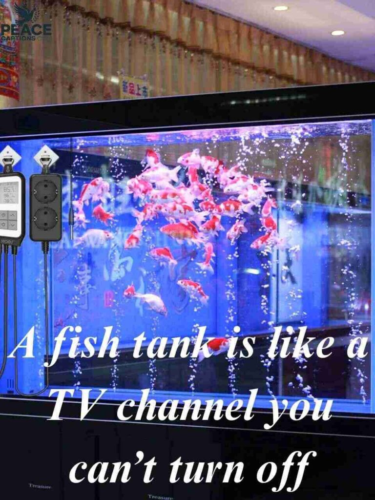 Hilarious Aquarium Instagram Captions